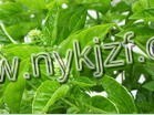 新奇特菜--防馊香菜